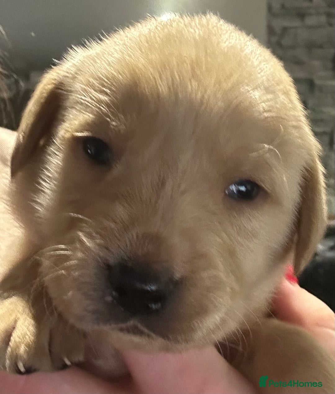 Labrador Retriever dogs for sale: Labrador - Advert 3