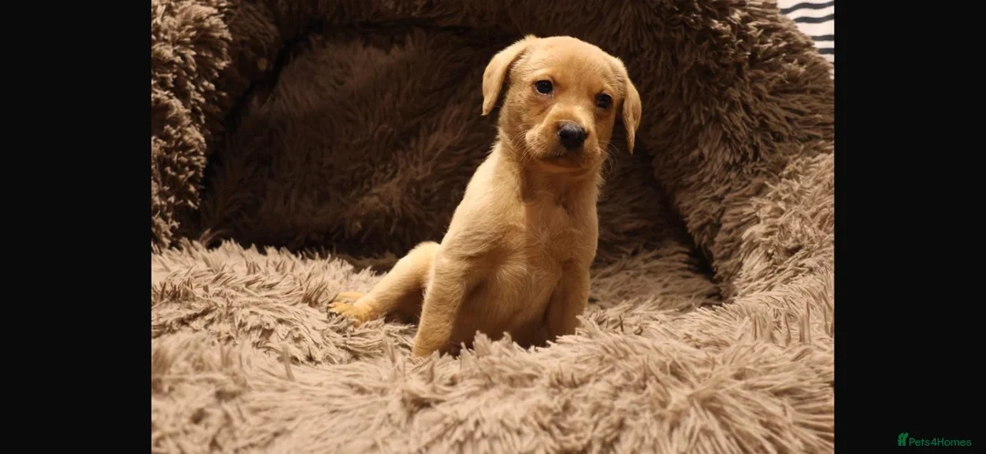 Labrador Retriever dogs for sale: Red fox Labrador puppies in Halifax - Advert 2