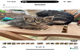 Mixed Breed cats for sale: 🐾 7 Adorable Kittens Looking for Loving Homes 🐾 - Advert 1