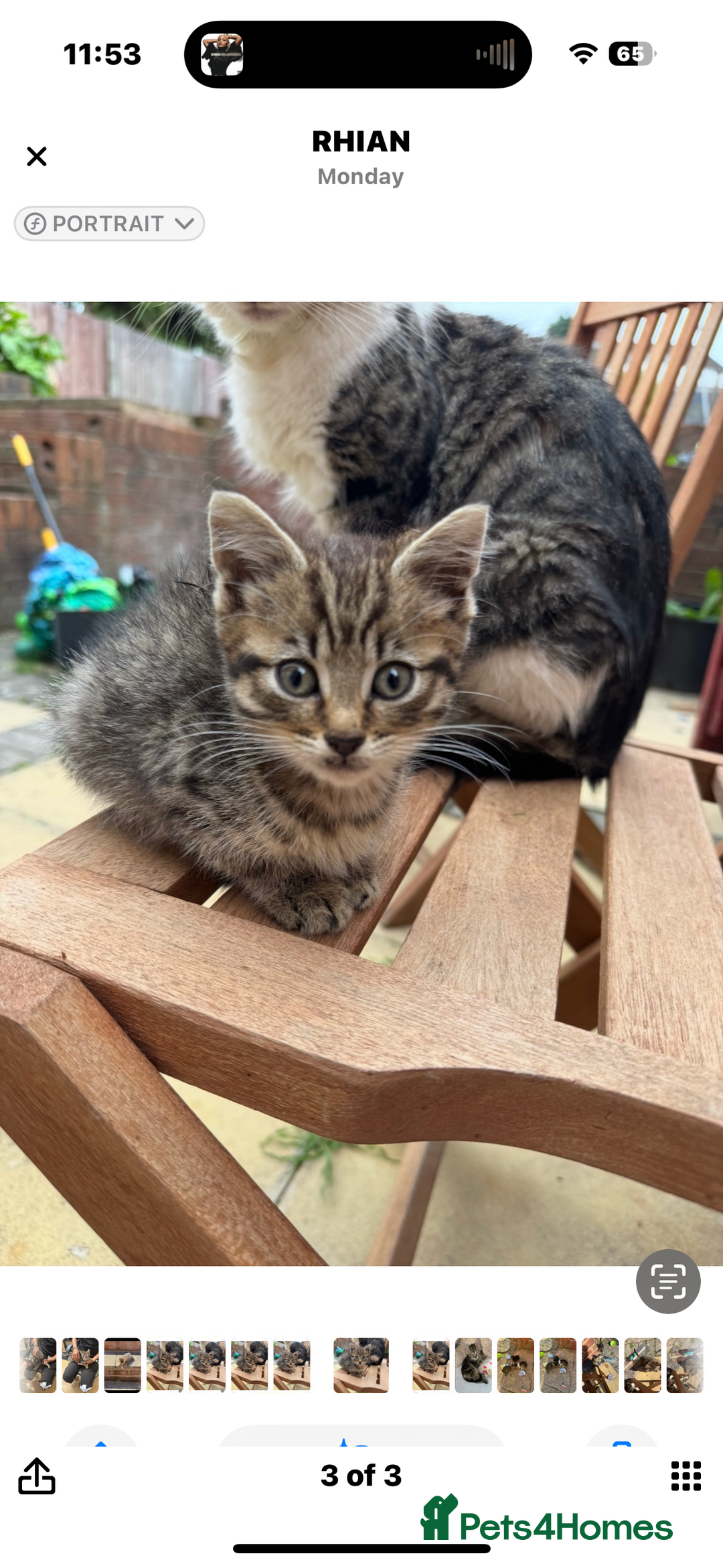Mixed Breed cats for sale: 🐾 7 Adorable Kittens Looking for Loving Homes 🐾 - Advert 1