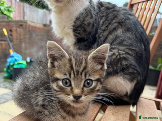 Mixed Breed cats for sale: 🐾 7 Adorable Kittens Looking for Loving Homes 🐾 - Advert 2