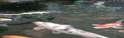 Koi Carp fish for sale: Koi for sale - Advert 1