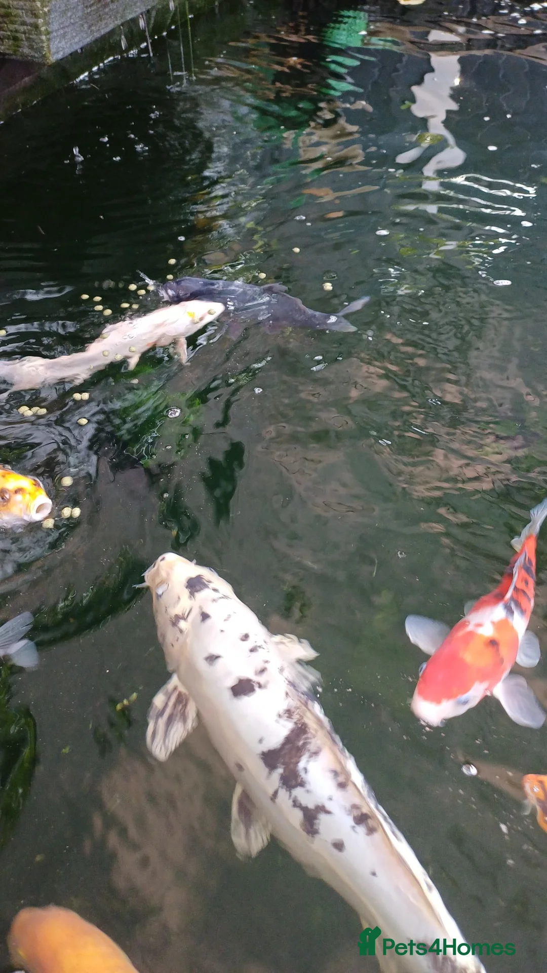 Koi Carp fish for sale: Koi for sale - Advert 1
