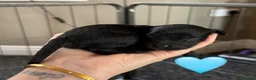 Cockapoo dogs for sale: 5 F2 Cockapoo male pups for sale - Advert 6