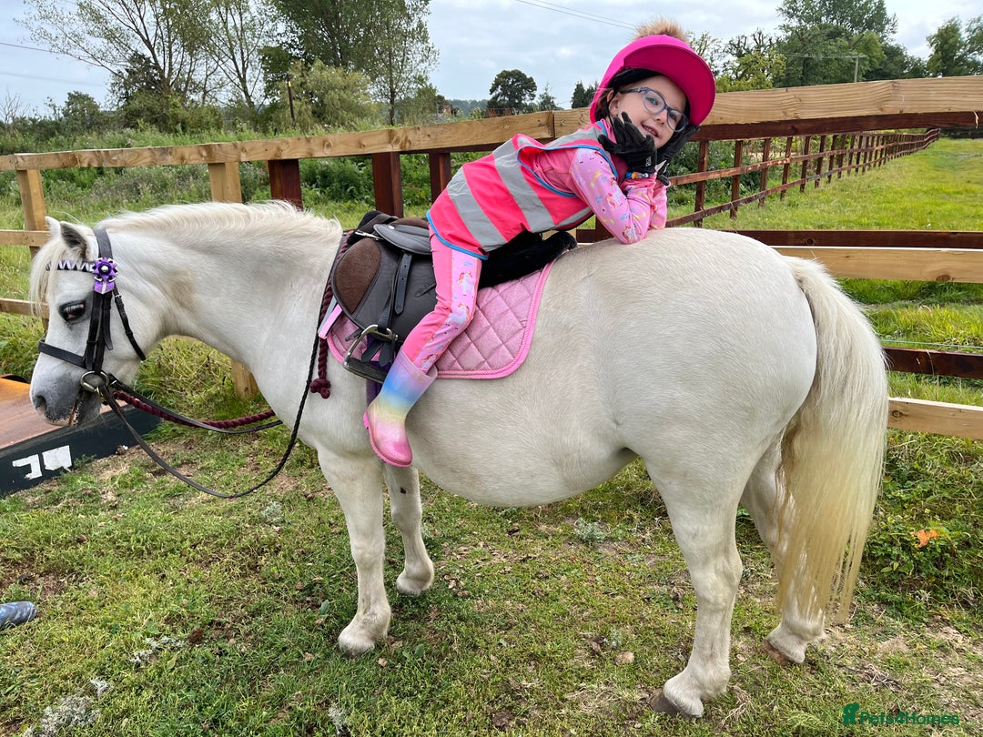 Welsh Section A horses for sale: Super safe Welsh A Mare - Image 3