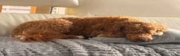 Australian Labradoodle dogs for sale: Multigenerational Australian Labradoodle Puppies - Advert 16