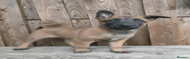 Black collar - Female