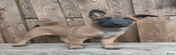 Belgian Shepherd Dog dogs for sale: KC registered Malinois puppies (READY NOW) - Advert 2
