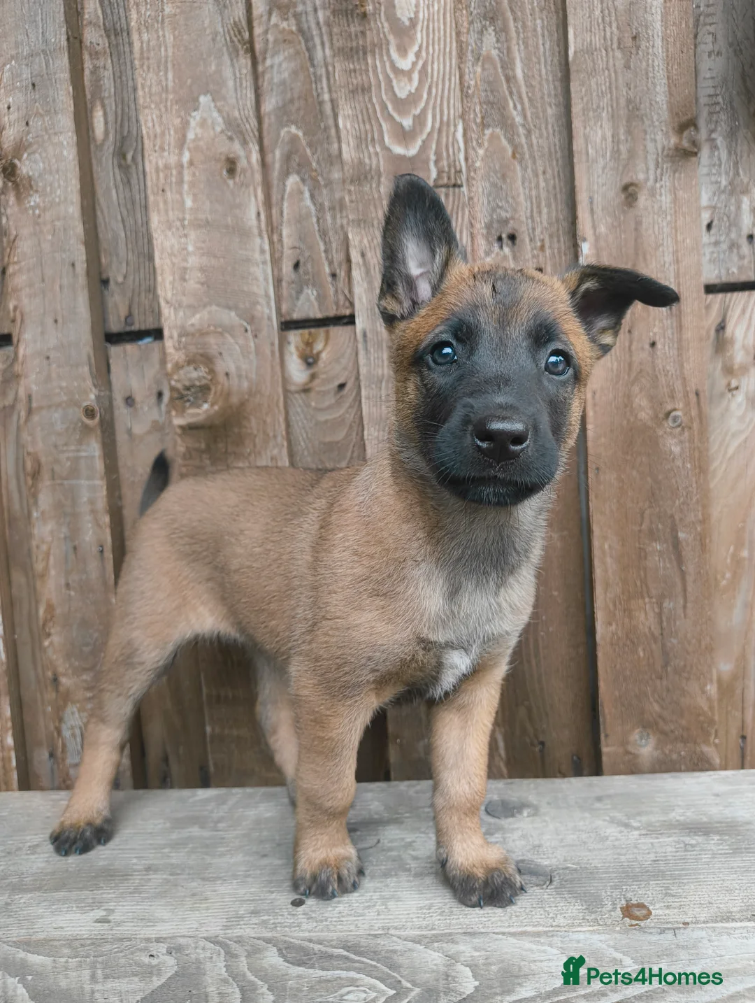 Belgian Shepherd Dog dogs for sale: KC registered Malinois puppies (READY NOW) - Advert 2