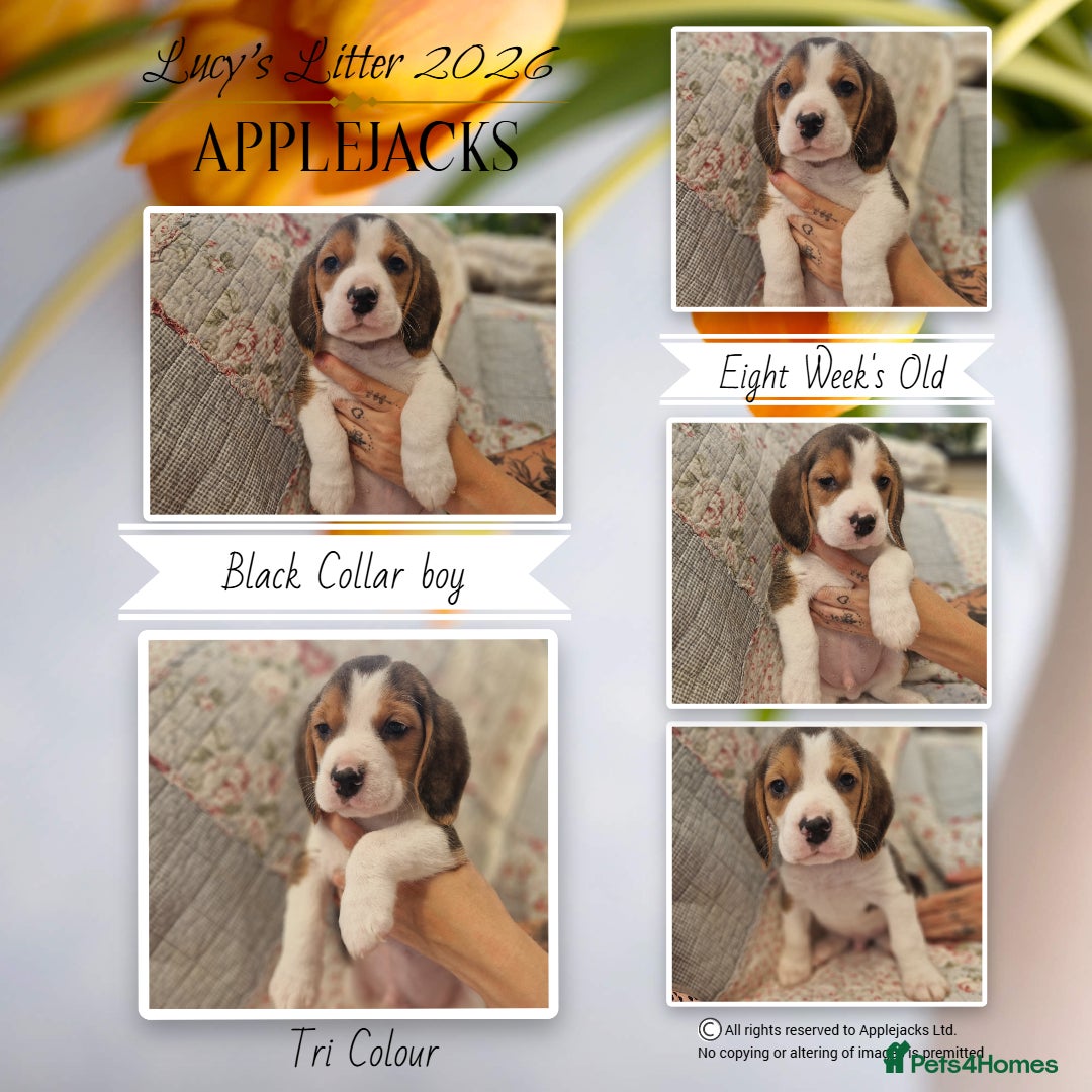 Beagle dogs for sale: Pedigree Champion bred Beagle puppies.  - Advert 4