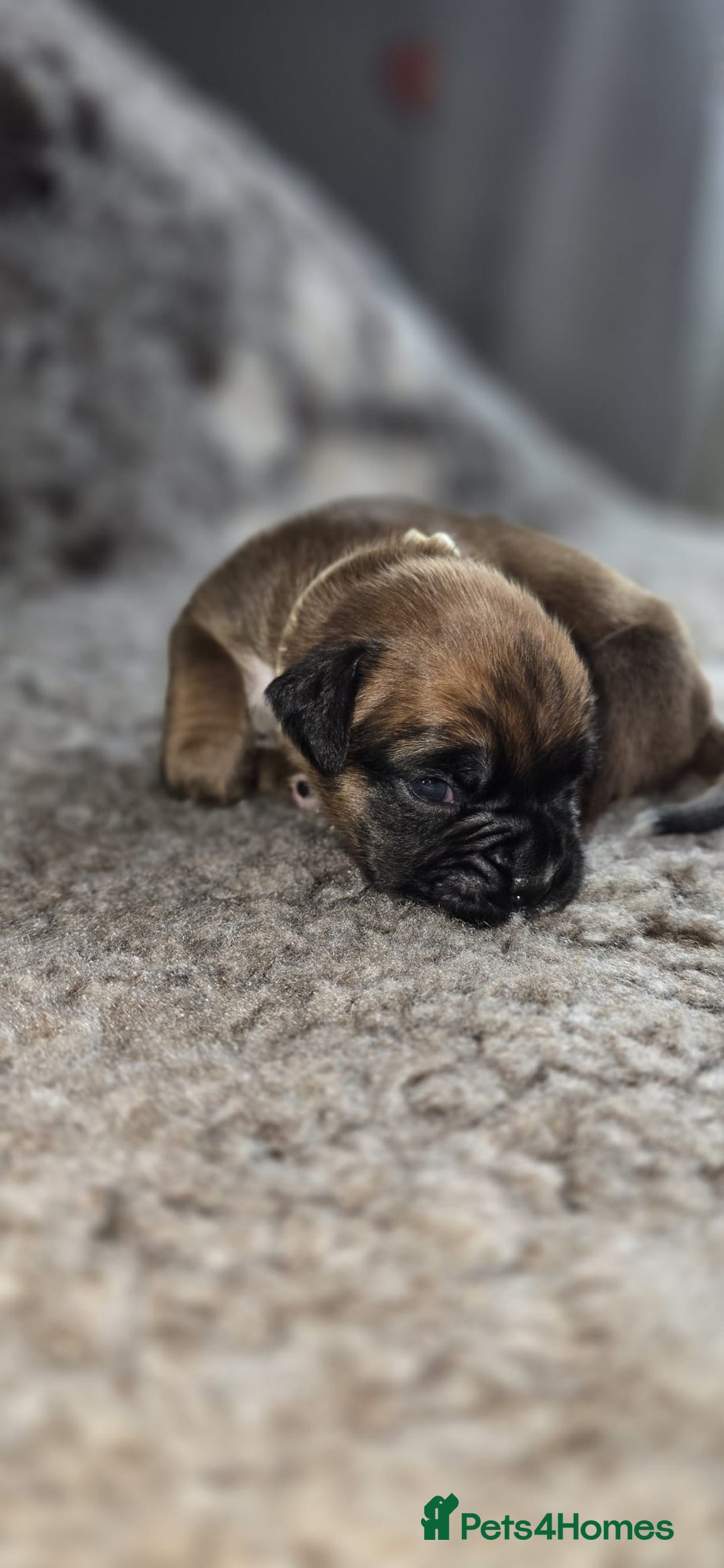Boxer dogs for sale: Boxer puppies - Image 21