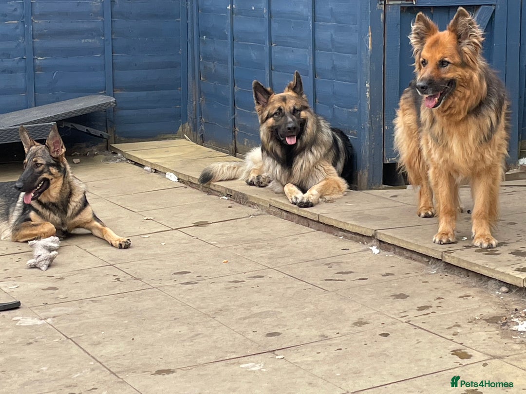 Mixed Breed dogs for sale: 9 gsd x pups for sale  - Image 5