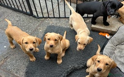 Labrador Retriever dogs for sale: Top Class Working Labrador pups. special pedigree - Image 3