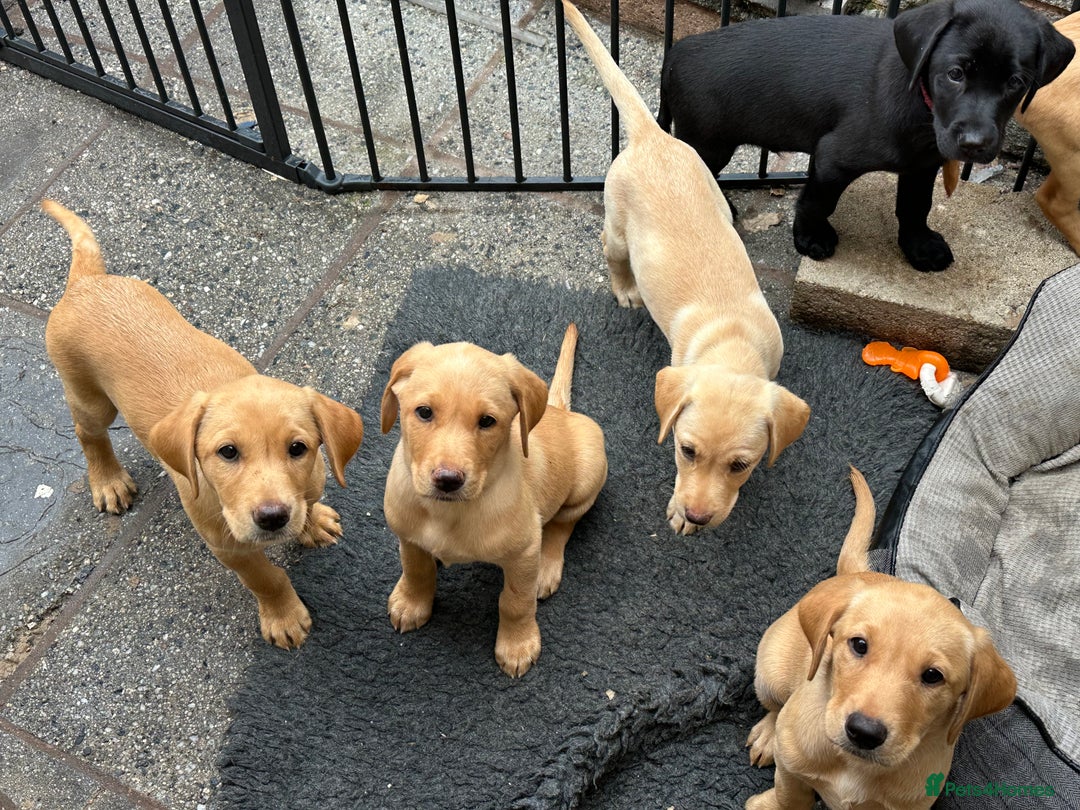 Labrador Retriever dogs for sale: Top Class Working Labrador pups. special pedigree - Image 3
