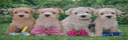 Mixed Breed dogs for sale: ✨ Exceptional Toy Schnoodle Puppies Available ✨ - Advert 4