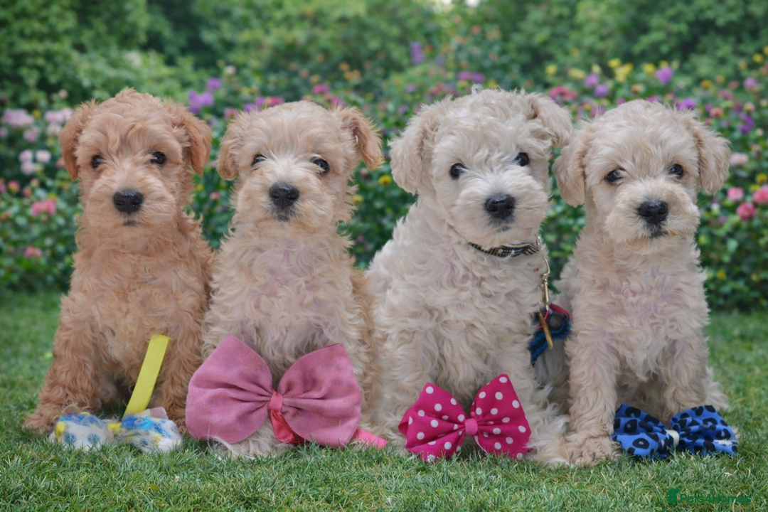 Mixed Breed dogs for sale: ✨ Exceptional Toy Schnoodle Puppies Available ✨ - Advert 4