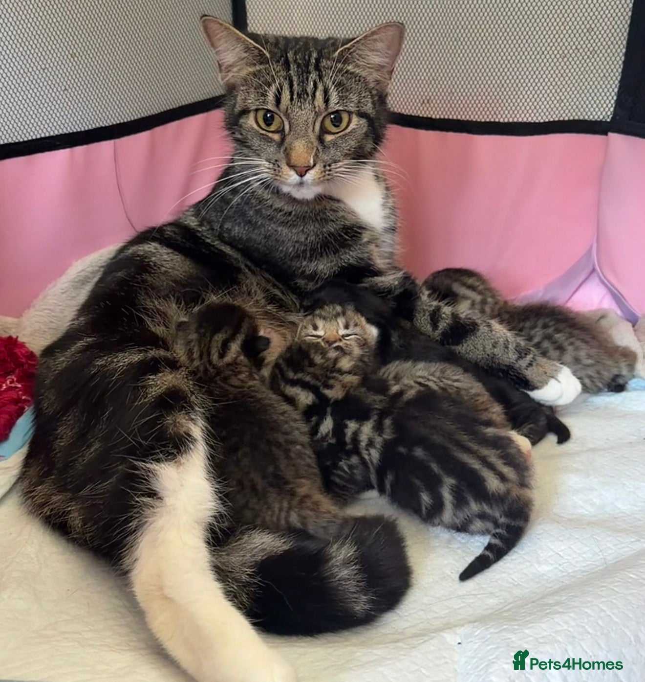 Domestic Shorthair cats for sale: Adorable tabby cats  in Reading - Advert 2