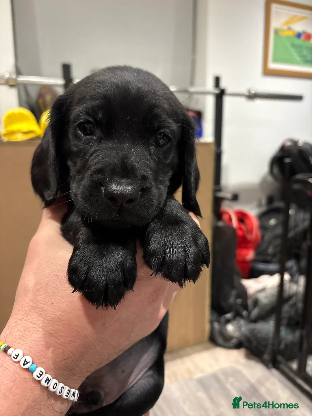 Cockerdor dogs for sale: 6 week old cockerdor puppies  - Advert 11