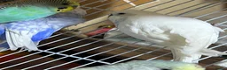 Budgerigars birds for sale: Budgies  - Advert 6