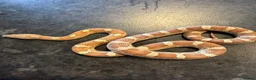 Corn Snake reptiles for sale: Corn snakes WOW AMAZING  - Advert 23
