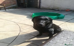 Labrador Retriever dogs for stud: Proven KC Labrador Stud in Stoke-on-Trent - Image 3