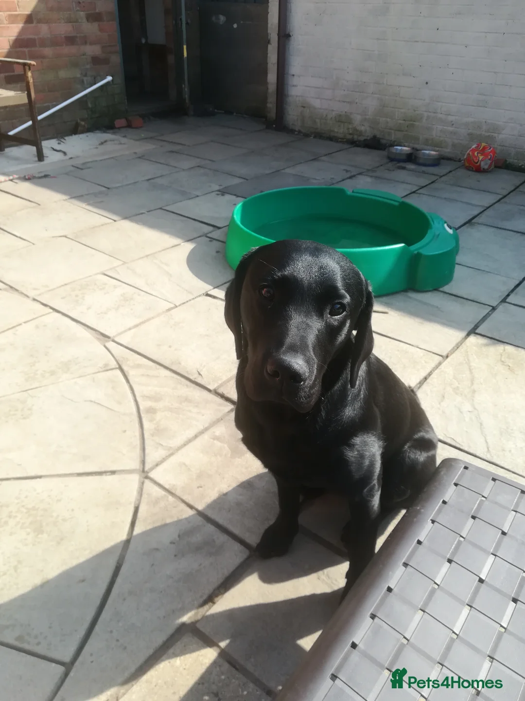 Labrador Retriever dogs for stud: Proven KC Labrador Stud in Stoke-on-Trent - Advert 3