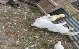 Chickens poultry for sale: White Buff and Jubilee Orpington’s  - Image 3