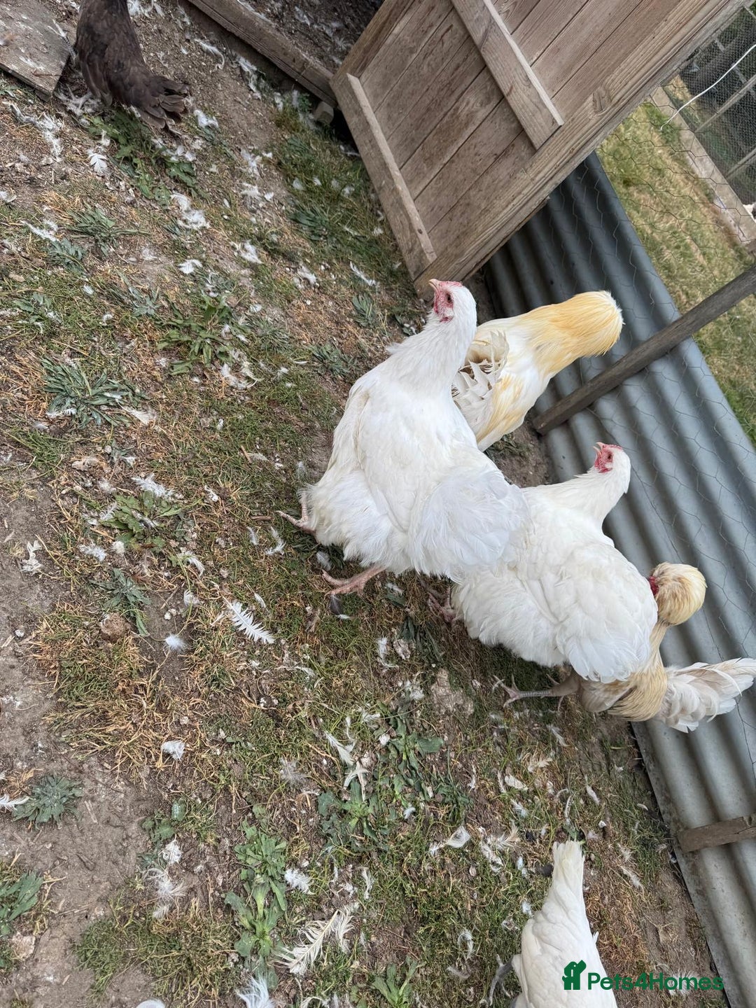 Chickens poultry for sale: White Buff and Jubilee Orpington’s  - Image 3