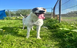 Greyhound dogs for sale: Greyhound boy Hulk  - Image 2