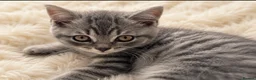 British Shorthair cats for sale: 🏆 CHAMPION BLOODLINE.🏆BLUE BRITISH SHORTHAIR !!! - Advert 2