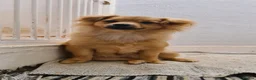 Pomeranian dogs for sale: 2 puppy boy - Advert 5