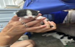 British Shorthair cats for sale: 3 female and 2 male kittens for sale - Image 5