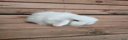 Mini Lop rabbits for sale: Purebred mini lop babies - Advert 11