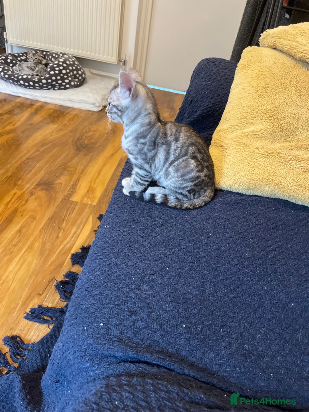 Bengal cats for sale: Silver charcoal bengals pets/queens/studs - Image 7