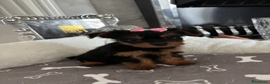Yorkshire Terrier 5