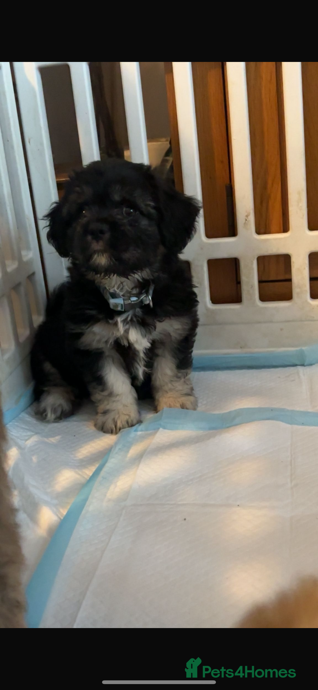 Mixed Breed dogs for sale: Fluffy frenchies  - Image 3