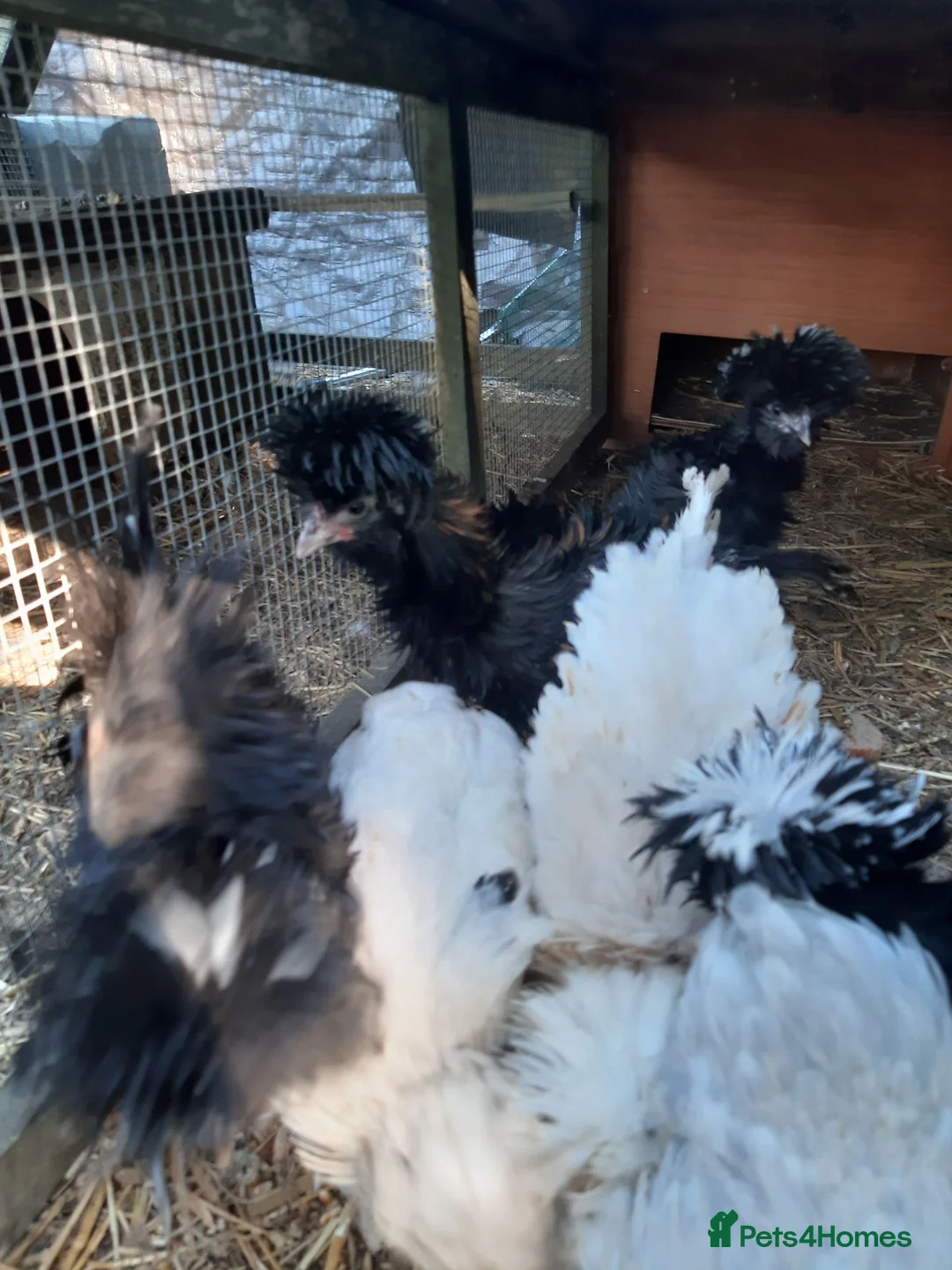Chickens poultry for sale: Young Polish hens - Advert 1