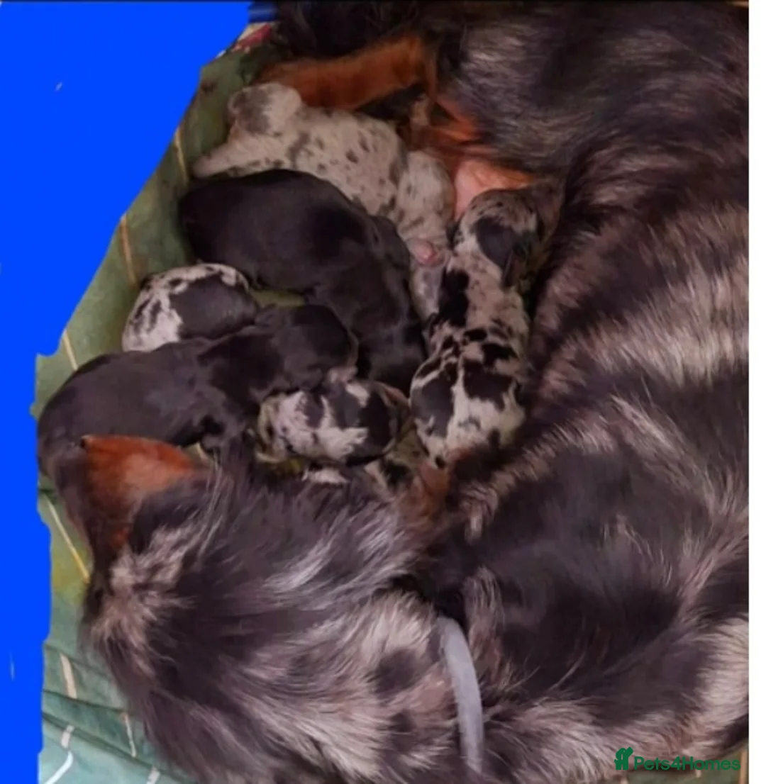 Dachshund dogs for sale: Miniature Dachshund puppies  in Falkirk - Advert 1