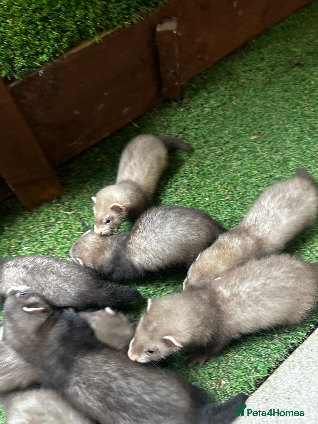 Ferret rodents for sale: Baby Ferrets - Image 12