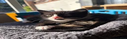 Domestic Shorthair cats for sale: Two beautiful girls  - Advert 9