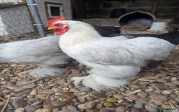 Chickens poultry for sale: Pekin Bantam Roosters - Image 6