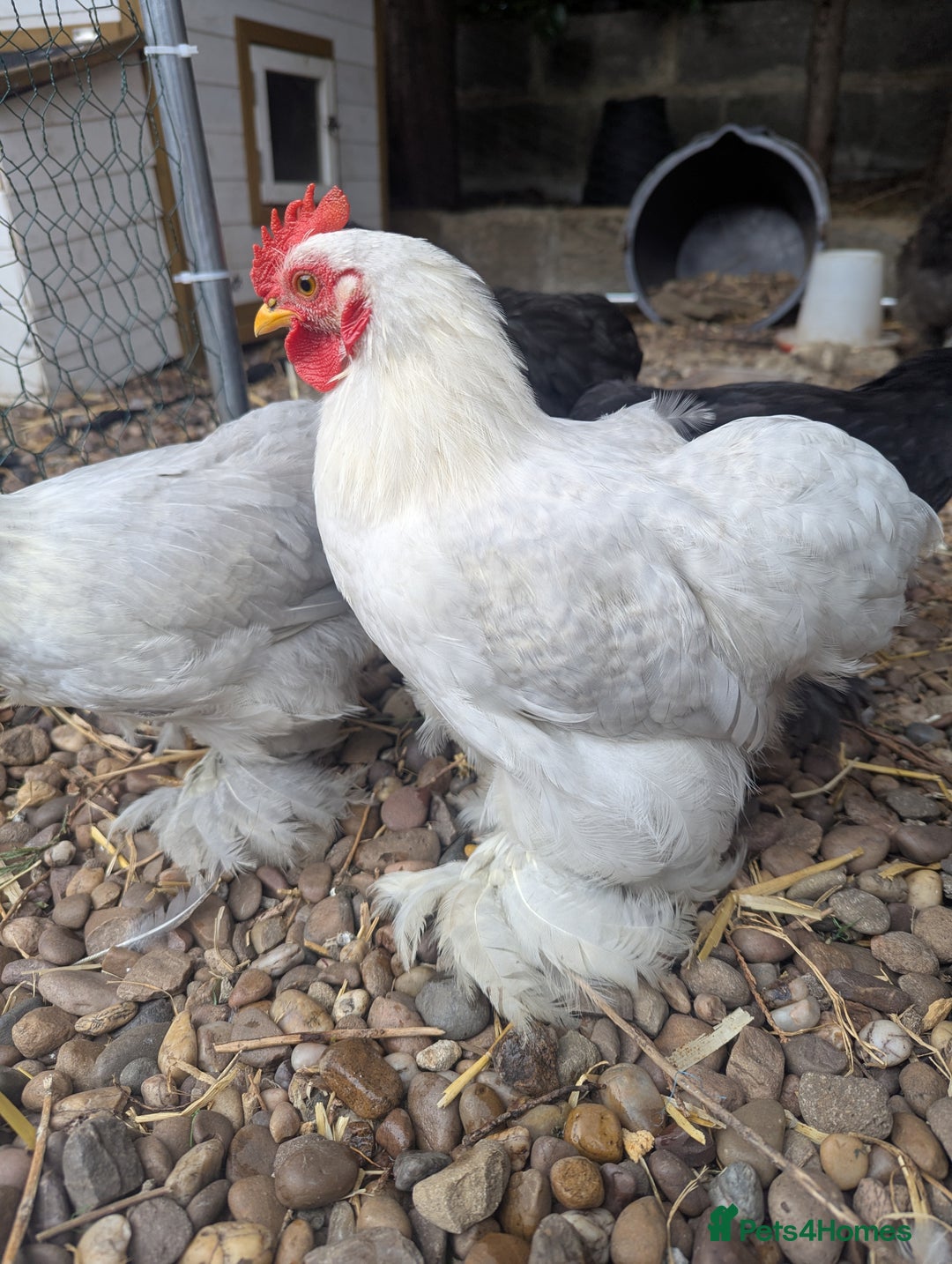 Chickens poultry for sale: Pekin Bantam Roosters - Image 6