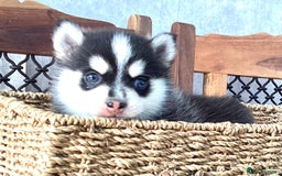 Pomsky dogs for sale: Very Tiny F4 Pomskys  - Image 23