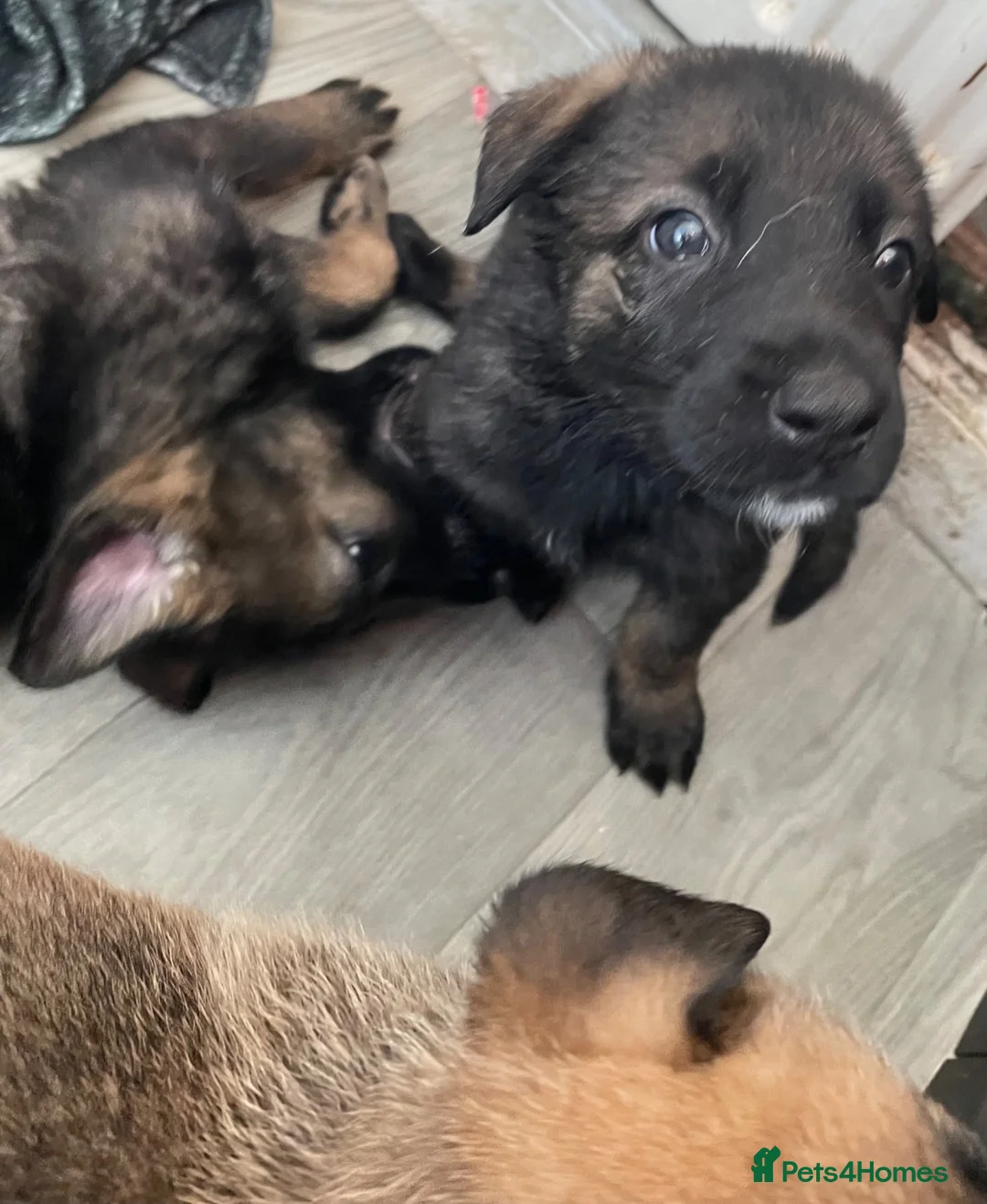 German Shepherd dogs for sale: 7 beautiful German Shepard puppies for sale  in Tilbury - Advert 2