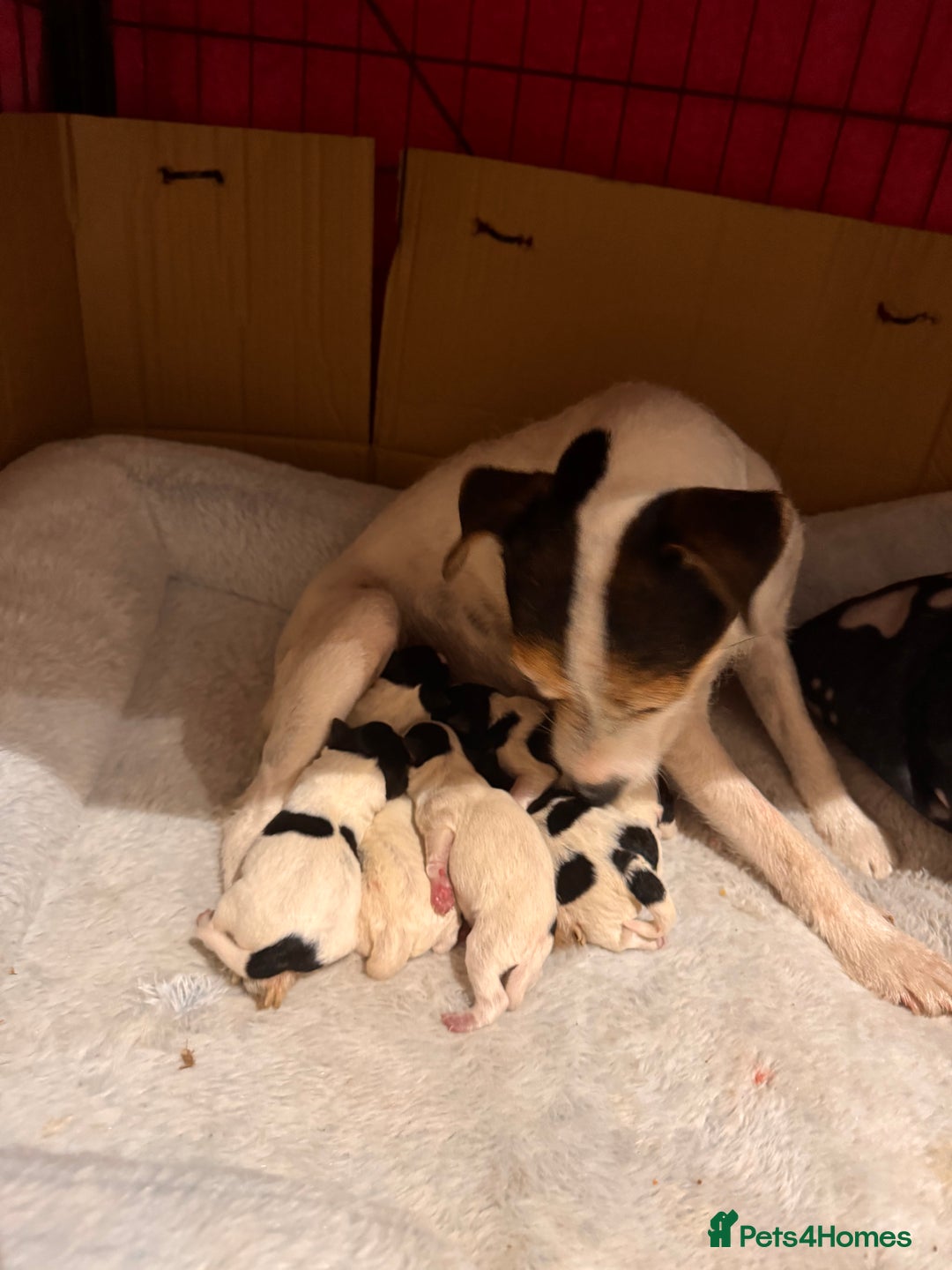 Parson Russell dogs for sale: Stunning Parsons Russel Puppies - Advert 3