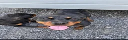 Rottweiler dogs for sale: Rottweiler puppies 4boys 2girls  - Advert 4