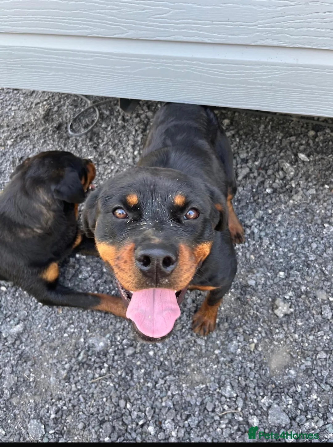 Rottweiler dogs for sale: Rottweiler puppies 4boys 2girls  - Advert 4