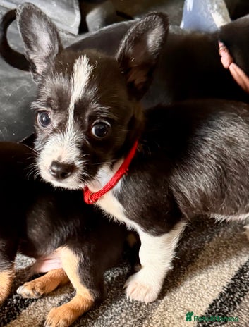 Mixed Breed dogs - Advert 1