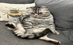 Scottish Fold cats for sale: Scottish fold kittens  - Image 5