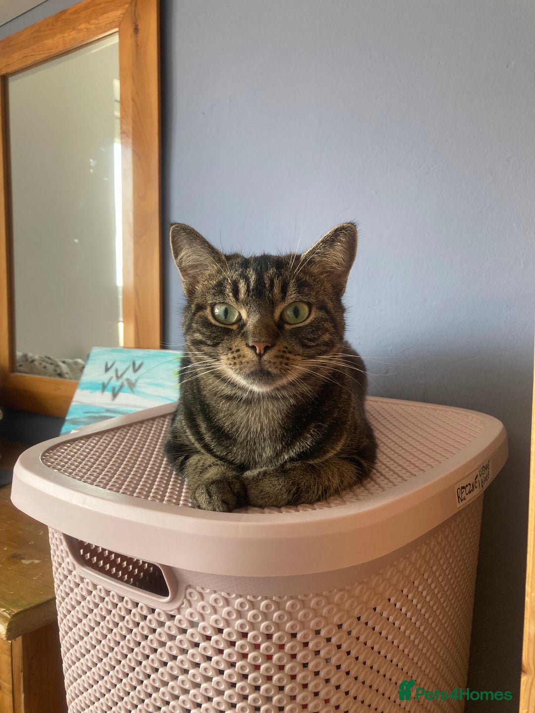 Mixed Breed cats for sale: Adult female tabby cat - Image 1